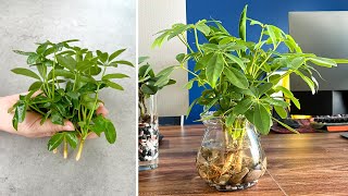 Propagating the schefflera plant as an aquatic plant that cleans dust in the air [upl. by Ahrendt]