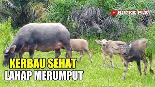 KERBAU SEDANG MERUMPUT  kerbau gemuk makan rumput [upl. by Ayekahs]