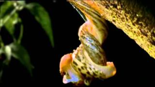 Hermaphrodite Leopard Slugs Mating David Attenborough BBC [upl. by Caritta]