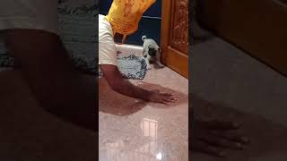 😪😪Enna polapu ithu😪😪julieo leo pug funny comedypets comedyvideo fun [upl. by Federica]