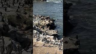 La Jolla Cove Pelicans San Diego shorts [upl. by Emyam372]