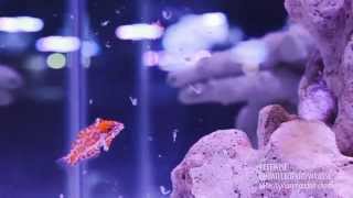 Reefwise  Choati Leopard Wrasses Eating [upl. by Adaner]