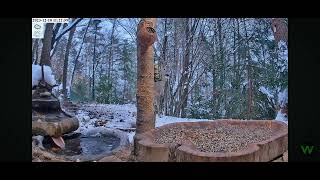 Zygmunt 🦅 koziołki dwa 🦌WildlifePulseLive Leśny Zakątek 10122023 [upl. by Edny]