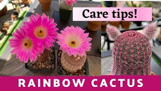 Rainbow Hedgehog Cactus Care Guide Echinocereus rigidissimus  How to take Care Of Cactus [upl. by Rexana884]