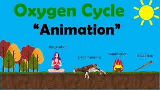 OXYGEN CYCLE  Biology Animation [upl. by Cirillo]