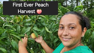 Harvesting Elberta Peaches 🍑 Food Forest [upl. by Glori]