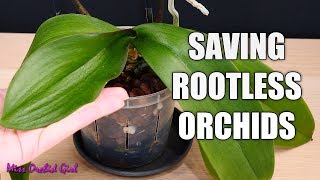 Saving my Phalaenopsis Orchid with limp leaves and no roots  Long discussion about cutting spikes [upl. by Tica139]