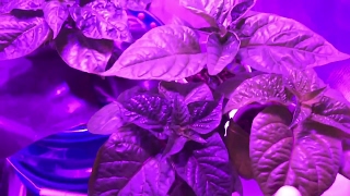 Indoor Hydroponics Grow Update 4  021817 [upl. by Gronseth]