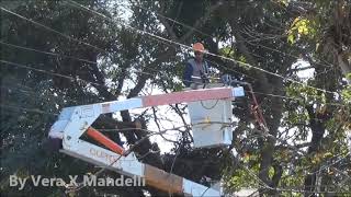 PODAS DE ÁRVORES  MANUTENÇÃO DA REDE ELÉTRICA  SÃO PAULO [upl. by Douglass48]