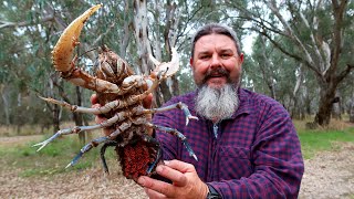 Catching MASSIVE freshwater crayfish [upl. by Annaerb189]