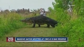 Massive gator spotted at Circle B Bar Reserve in Polk County [upl. by Clevie230]