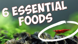 6 Essential Foods to Make Your Shrimp Colony BOOM 💥 [upl. by Iphagenia104]