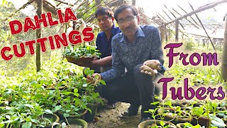 How to Take Dahlia Cuttings from its Tubers [upl. by Addia]