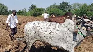 🐂🐂bulls for available for sale call me village jinnaram kothapalli Mandal Vikarabad district [upl. by Eerized]