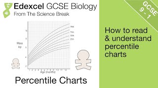 13 Edexcel GCSE Biology  Percentile Charts for Measuring Growth [upl. by Benoite867]