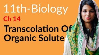 Transcolation of Organic Solute  Biology Ch 14 Transport  11th Class Biology [upl. by Staley]