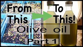 Harvesting Arbequina Olives for Pure Unfiltered Extra Virgin Olive Oil unfilteredoliveoil olives [upl. by Salohci]