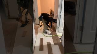 Hardwood Flooring Install hardwoodflooring installation festool bostitch renovation [upl. by Anyrb]