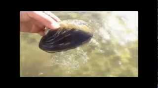 Clam Movement Missouri River Yankton SD [upl. by Sokim]