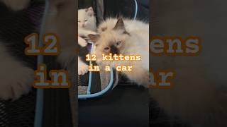 Kittens OVERCUTEBESS🥰 cat ragdollkittens cuteanimals pets ragdolllove cutekittens [upl. by Adelaide868]