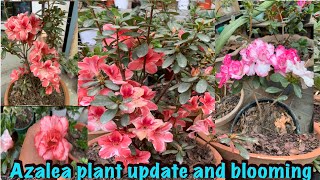 Azalea plant update and blooming  Nepali gardener  plants plantsforhome houseplants flowers [upl. by Aaronson]