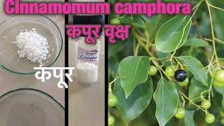 Camphor Extraction Process in Lab cinnamomum camphora camphor कपूर [upl. by Aysahc627]