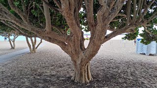 Huge Tasty Sea Grape Coccoloba uvifera Trees at Teresitas Beach Tenerife [upl. by Keyek]