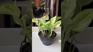 plants plantbased pothos indoormoneyplant moneyplant garden green happyplanting diy [upl. by Nyberg]