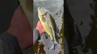 Big Bass in the Kayak kayakfishing bigbass kayakbassfishing largemouthbass vexanfishing bass [upl. by Schouten]