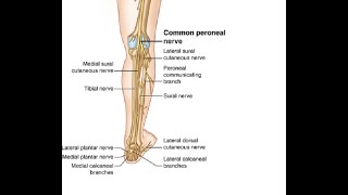 Two Minutes of Anatomy Common Peroneal Nerve [upl. by Cesar604]