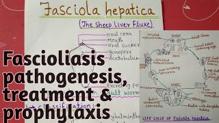 Fasciola hepatica  full notes explain in hindi [upl. by Aneekahs549]