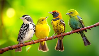 Relaxing Bird Sounds 4K Birds Singing Heal Stress Anxiety And Depression Heal The Mind [upl. by Nahama]