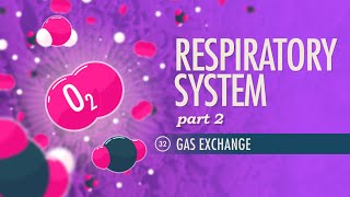 Respiratory System Part 2 Crash Course Anatomy amp Physiology 32 [upl. by Alphard]