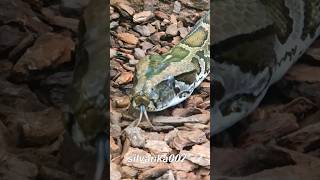 SEE EYE TO EYE WITH THE ANACONDA 😱 Big Snake Scary anaconda eyetoeye tiktok zoo snake ytshort [upl. by Eng]