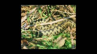 UK Adders Vipera berus March 2016 herping in Cudmore Grove park Essex [upl. by Yesima791]