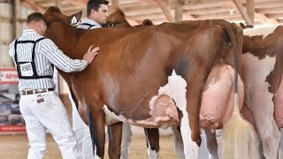 High Milking Cow 50 Liter  Fresh Update  Biggest Cow In Salam Mandi cowanimalhighmilkmandi [upl. by Lenette]