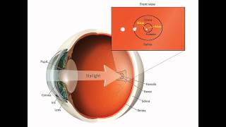 Lesson Six Lecture One  Averted Vision [upl. by Oeht935]