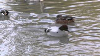 Falcated teal courtship [upl. by Branscum]