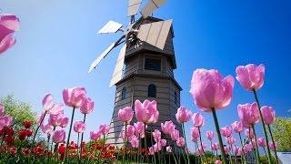 Tulips From Amsterdam [upl. by Otrebireh]