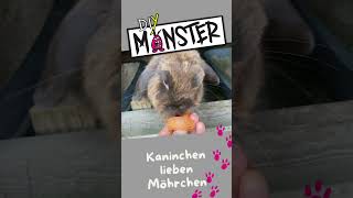 Kaninchen Futter Möhren kaninchen rabbit shorts bunny [upl. by Adeehsar]