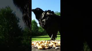 Grackle scares off a starling and talks to their friend [upl. by Vigor]