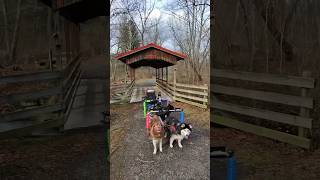 Very COOL Covered Bridge we got to MUSH through on the Lower Trail near Altoona PA coveredbridge [upl. by Echikson]