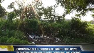 Comunidad del B Colinas del Norte pide apoyo para erradicar maleza que consume el sector [upl. by Dillie209]