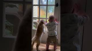 Dogs and babies part 45 dogsandbabies adorablepetmoments puppyshorts dogsandchildren [upl. by Nylrak]