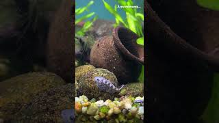 Hypergastromyzon humilis aravindmanoj hillstreamloach borneosucker rarefish aquarium [upl. by Reema]