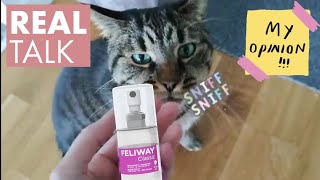 Is Feliway Effective HONEST Opinion😬 [upl. by Htebsil]