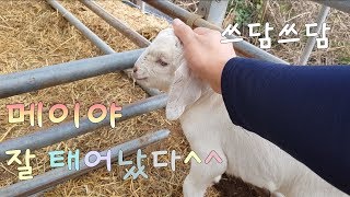 서울촌놈의 염소농장 24시  고아될뻔한 아이들 구하기 대작전 2탄메이와 꾸꾸 plan to find the mother goat for baby goats goatlings [upl. by Ybroc]