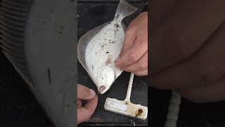 How to unhook a flounder fishing catchandrelease fishingtutorial [upl. by Nwahsit]