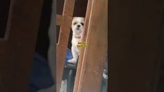 SHIH TZU BARKING [upl. by Adnic374]