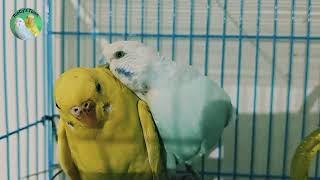 A Day in the Life of Budgies Cute and Chirpy Parakeet Daily Routine birds parrot love [upl. by Lletniuq830]